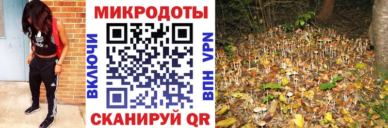 хочу наркоту  Галич  Галлюциногенные грибы Psilocybe 